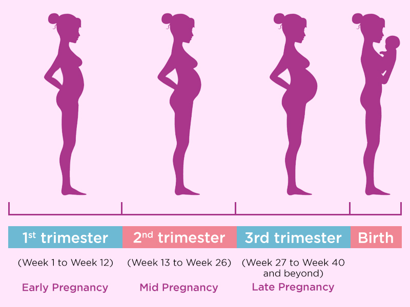Pregnancy stages shown in the trimester pattern by Dr. Harshrika Holkar, the best Obstetrician & Gynecologist in Thane,  Mumbai specialized in Normal Delivery, High-Risk Obstetrics, Hysterectomy, Caesarean Section, Laparoscopic & Hysteroscopy, Fibroids, PCOS, Endometriosis, & Menstrual Related issues.