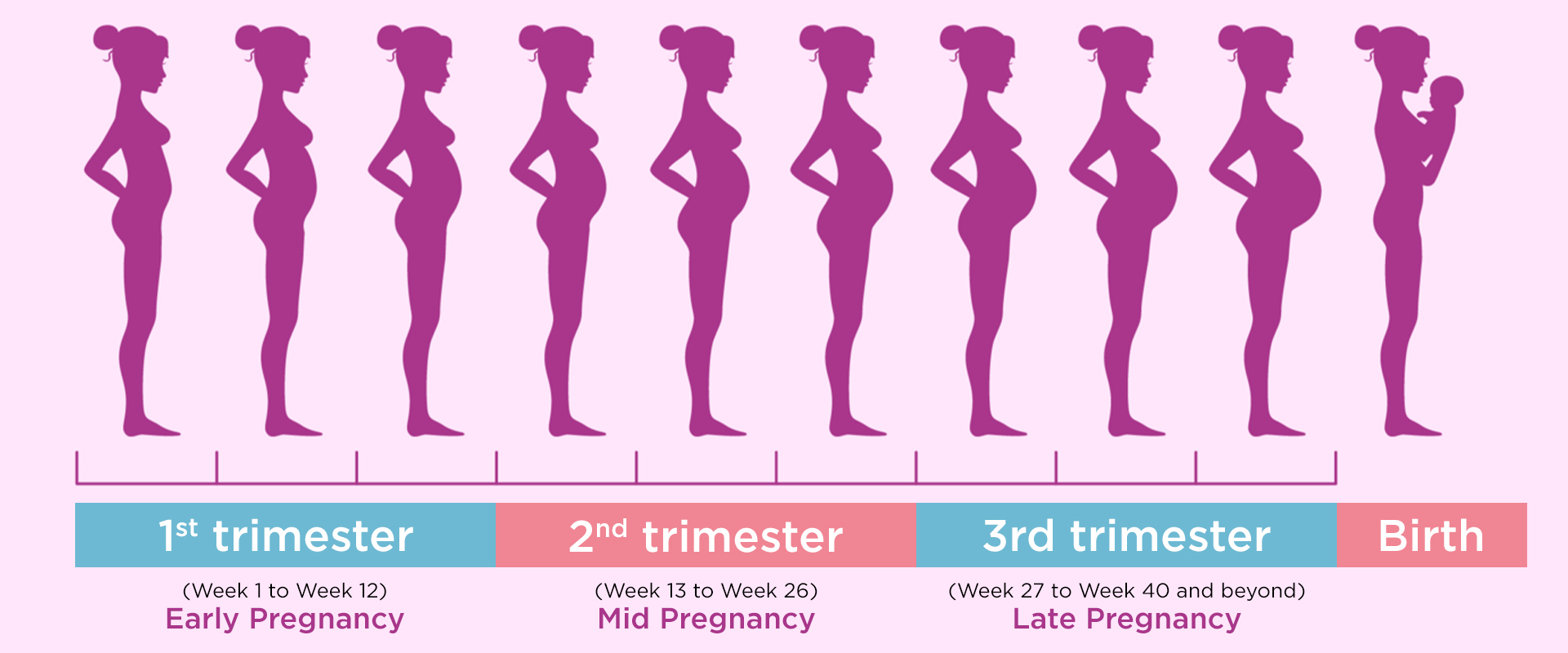 Pregnancy stages shown in the trimester pattern by Dr. Harshrika Holkar, the best Obstetrician & Gynecologist in Thane,  Mumbai specialized in Normal Delivery, High-Risk Obstetrics, Hysterectomy, Caesarean Section, Laparoscopic & Hysteroscopy, Fibroids, PCOS, Endometriosis, & Menstrual Related issues.